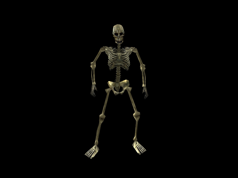 Skeleton