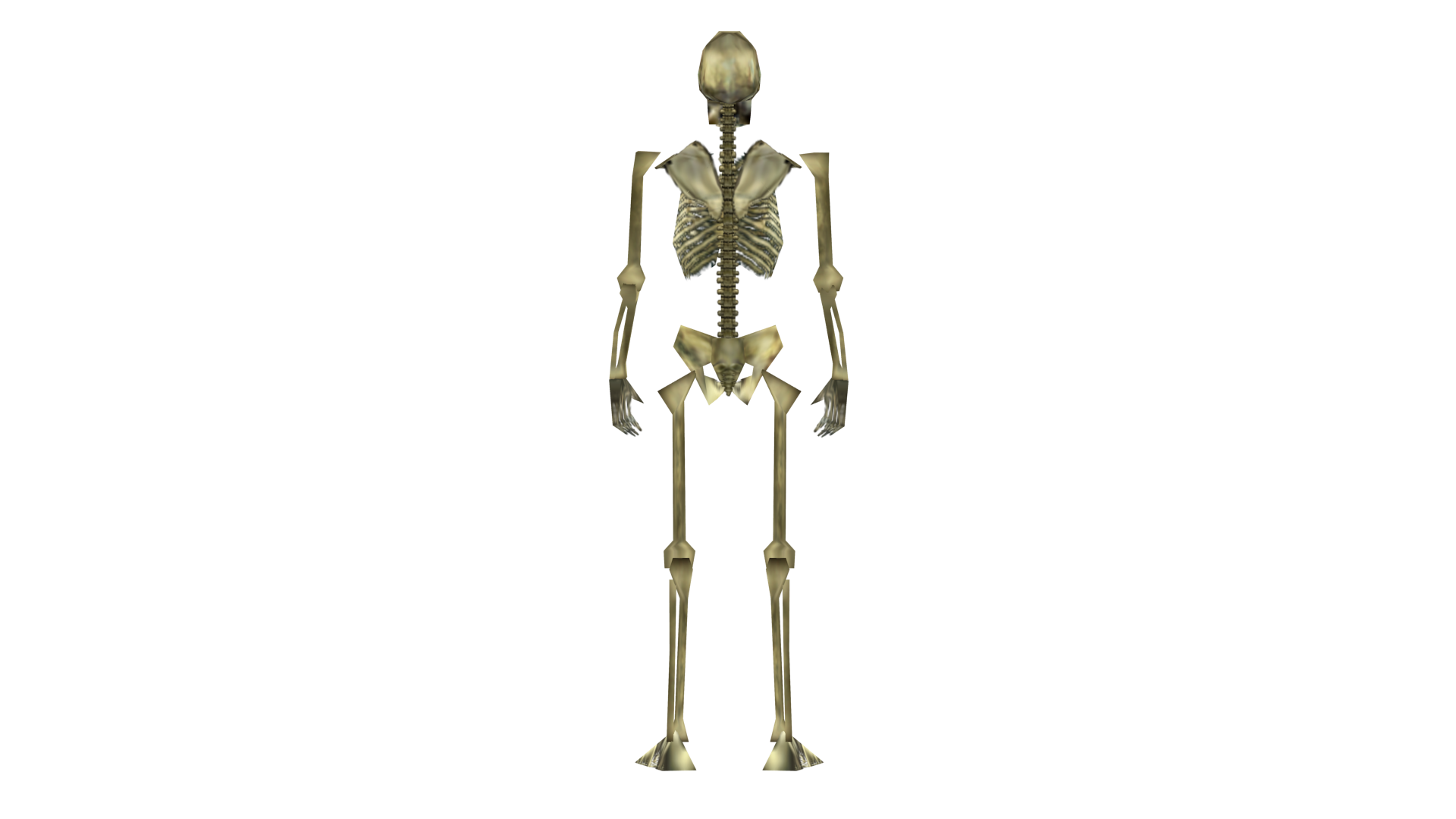 Skeleton Back